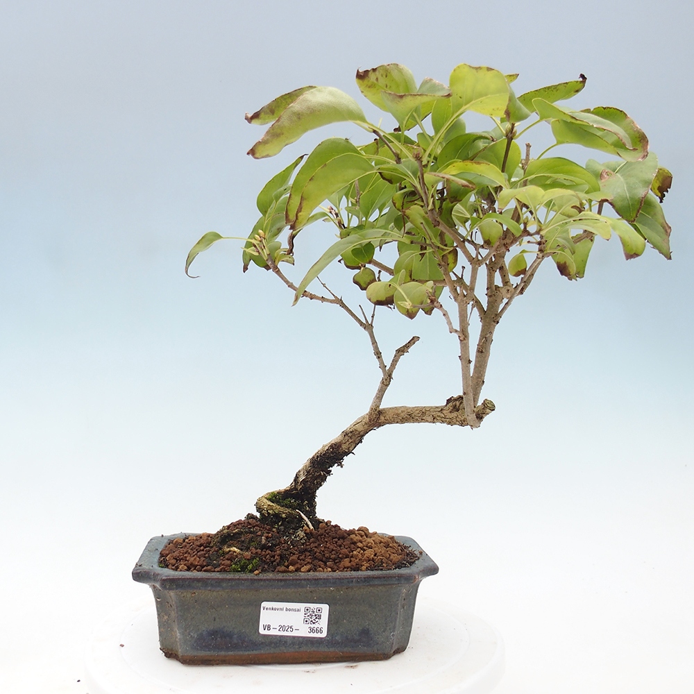 Outdoor bonsai - Lilac - Syringa vulgaris
