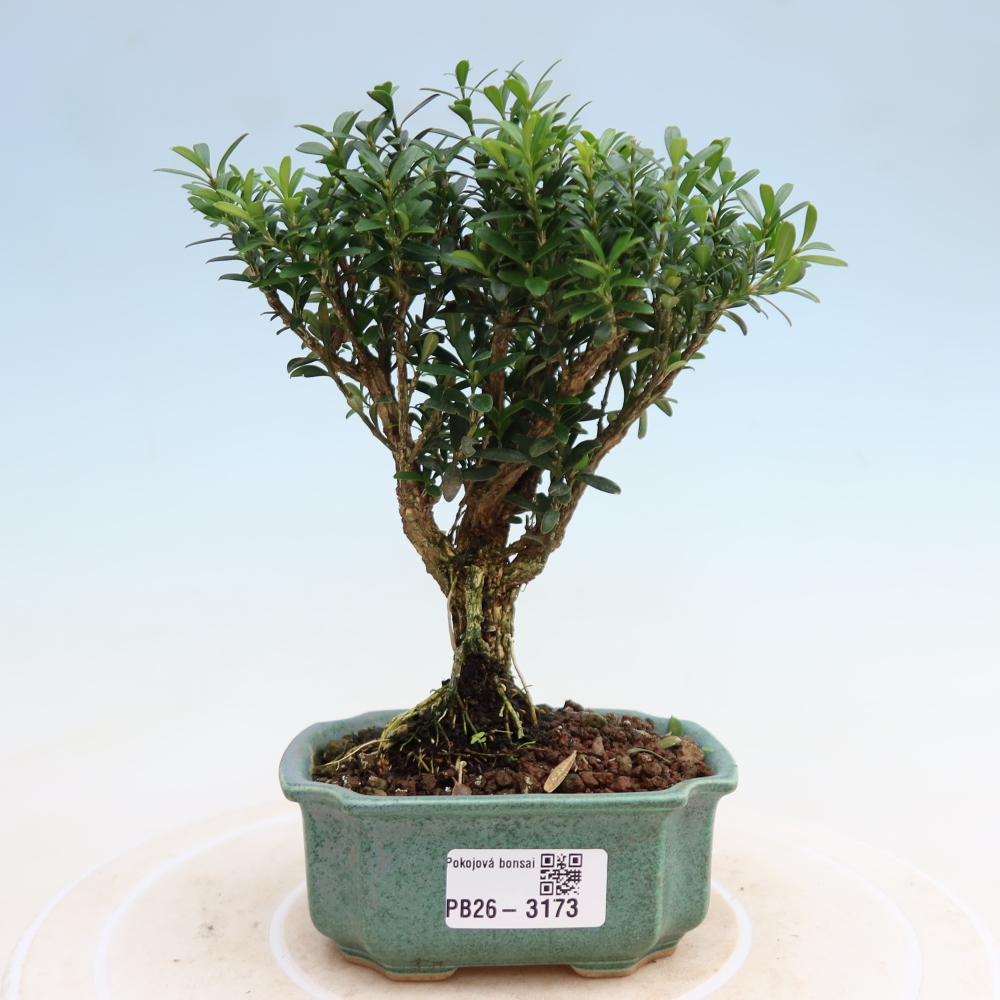 Room bonsai - Buxus harlandii - cork buxus