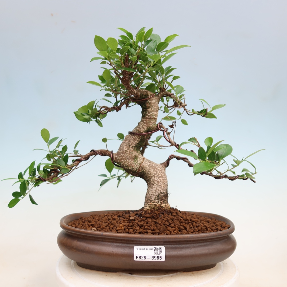 Room bonsai - Ficus kimmen - small-leaved ficus