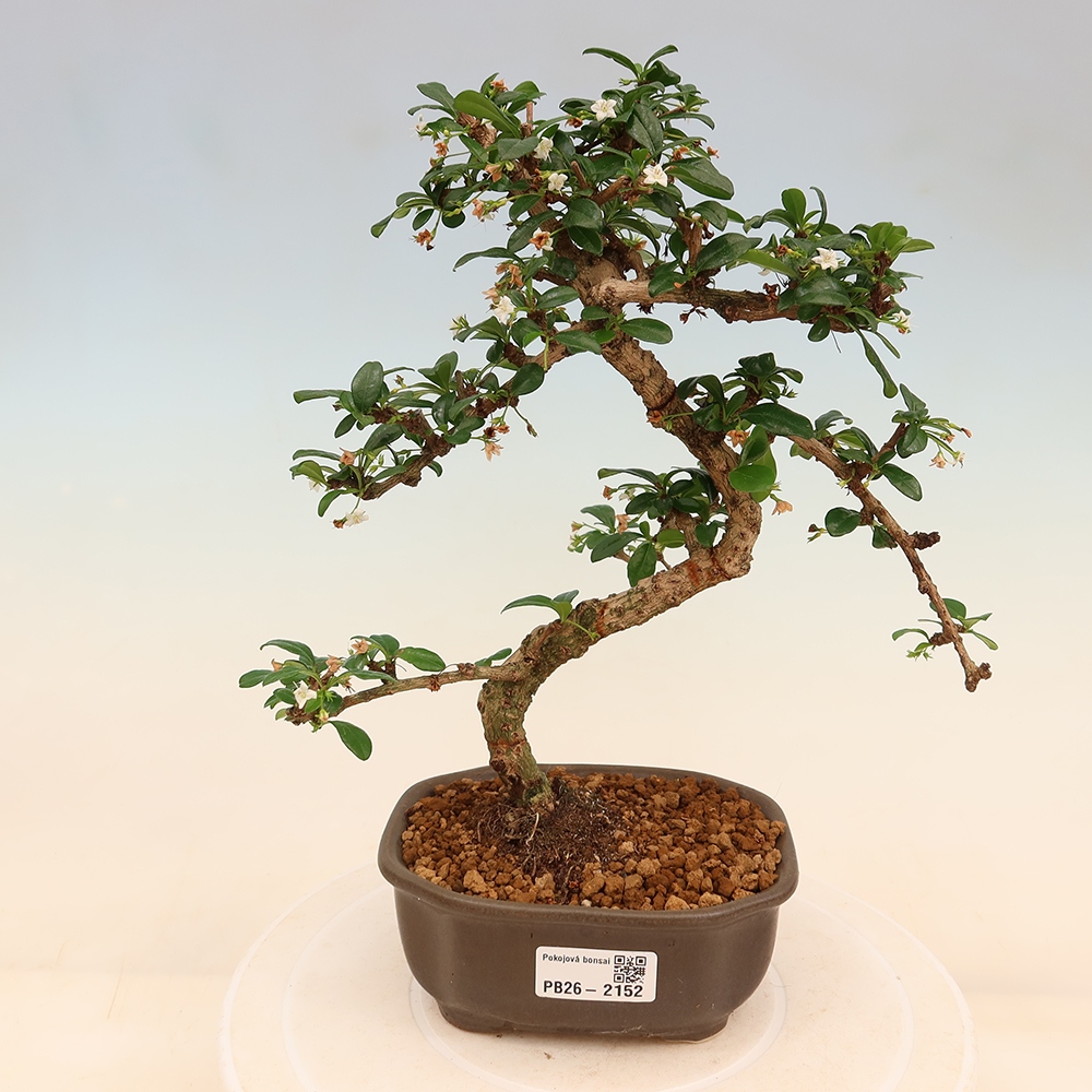 Room bonsai - Carmona macrophylla - Tea fuki