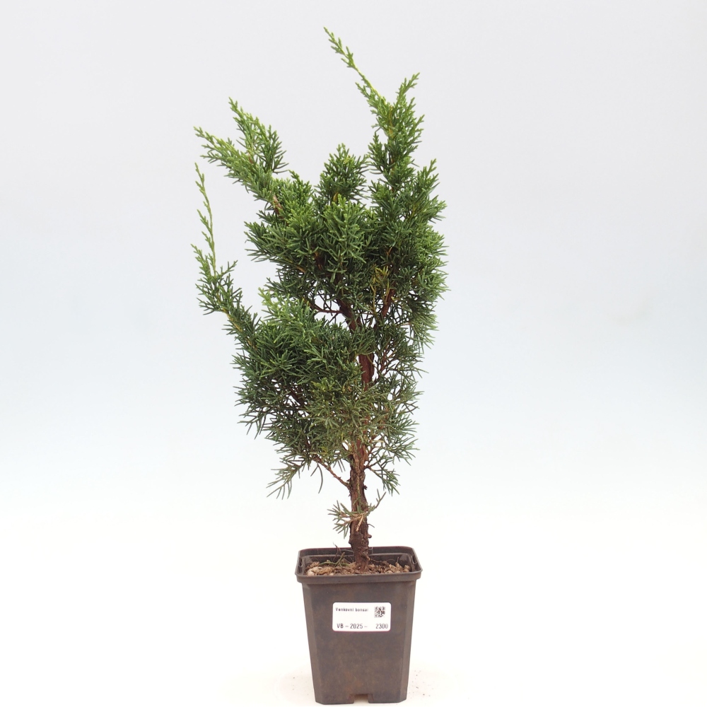 Outdoor bonsai - Juniperus chinensis Kishu - Chinese juniper