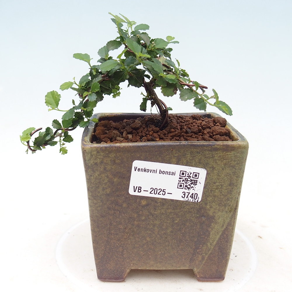 Indoor bonsai - Grewia sp. - Small-leaved Grewie
