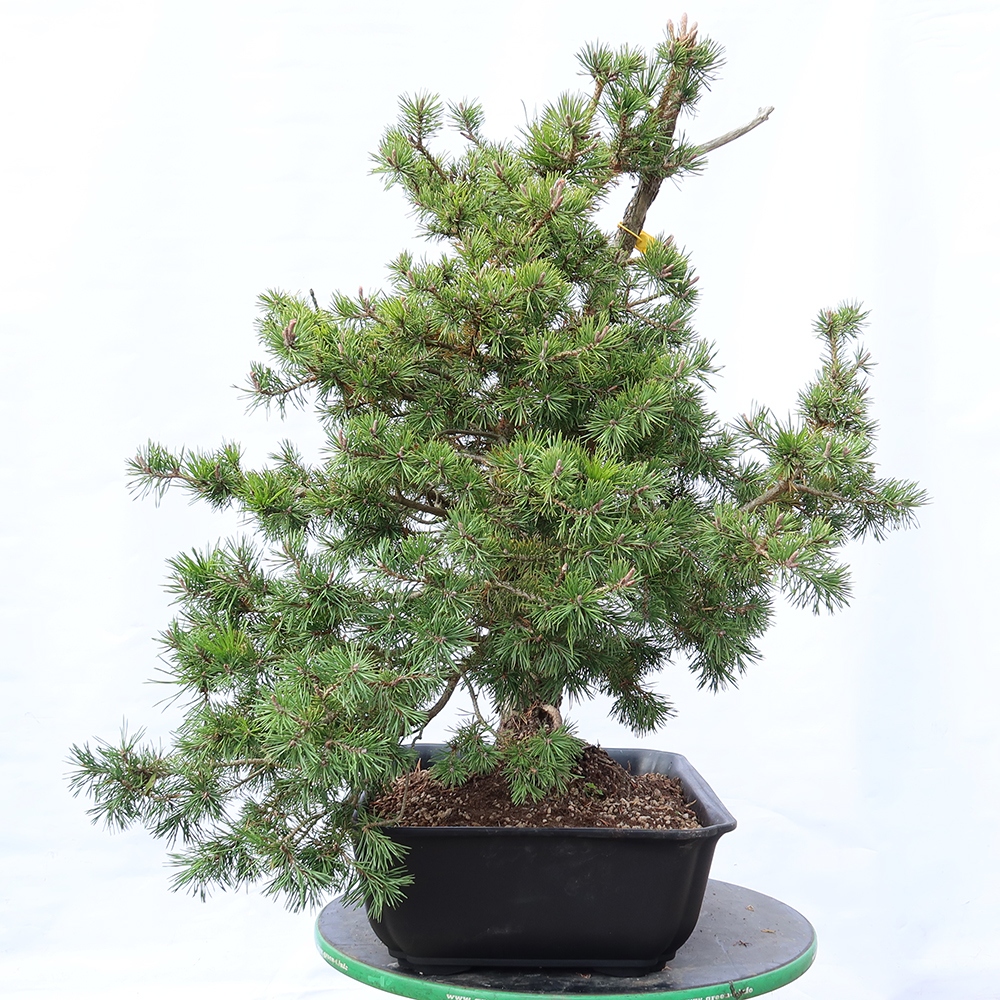 Pinus sylvestris Spain - Scots pine