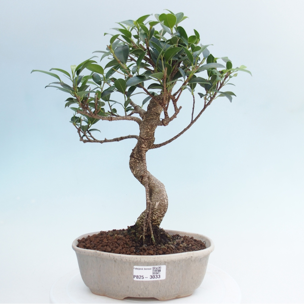 Indoor bonsai - Ficus retusa - small ficus