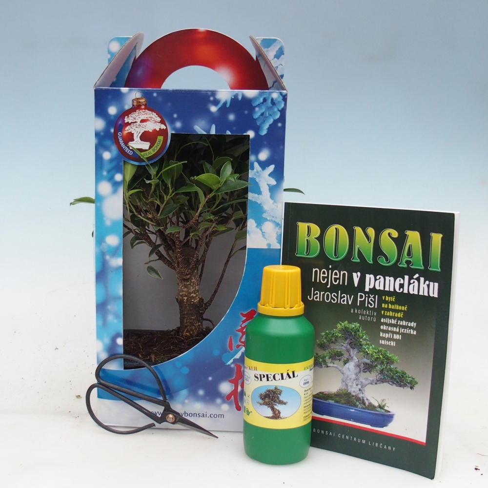 Room bonsai in gift box Ficus retusa - Small-leaved ficus