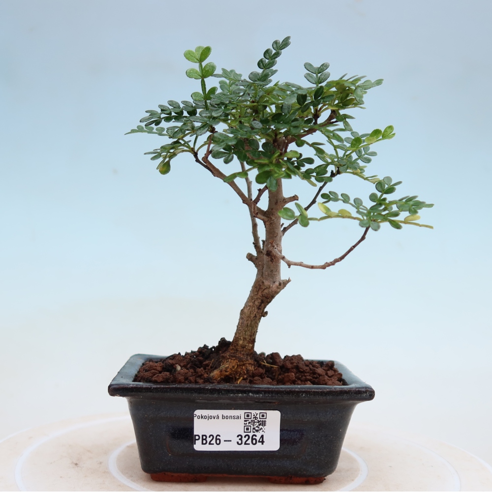 Room bonsai - Zantoxylum piperitum - pepper tree