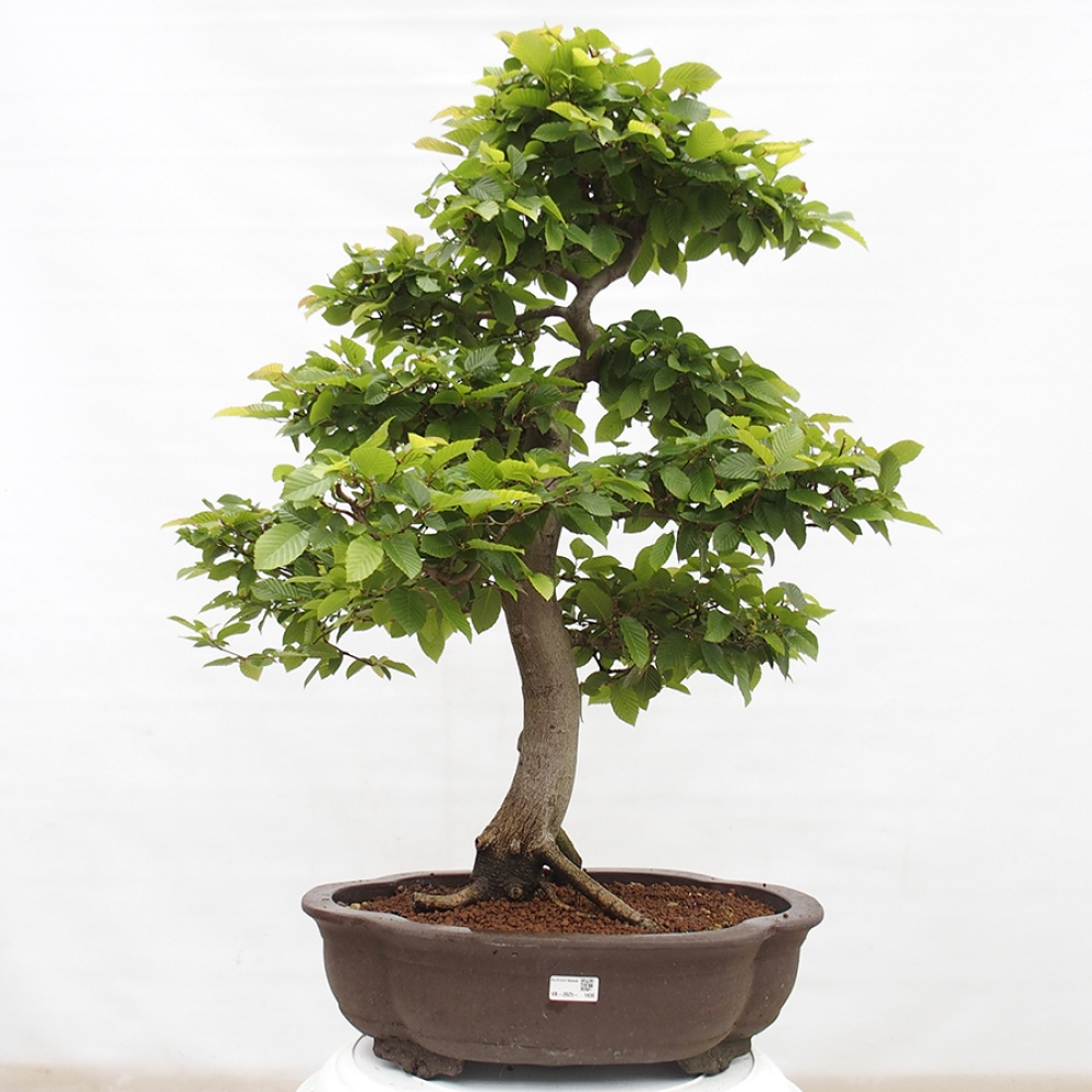 Outdoor bonsai - Hornbeam - Carpinus betulus