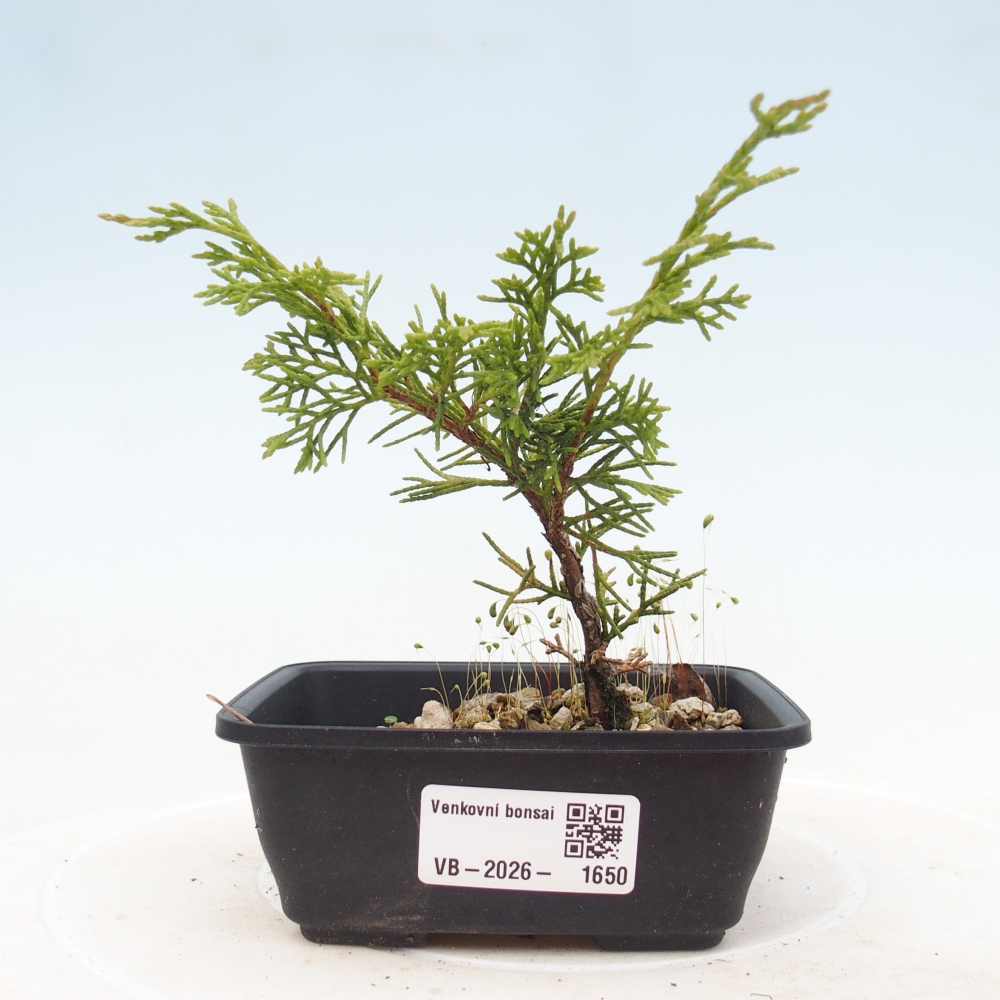 Outdoor bonsai - Juniperus chinensis Itoigawa
