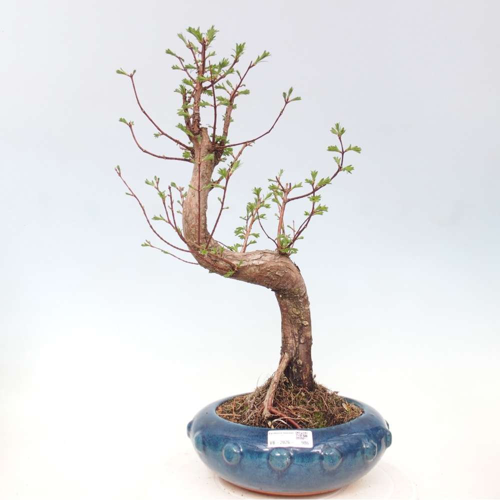 Outdoor bonsai - Metasequoia glyptostroboides - Chinese Metasequoia