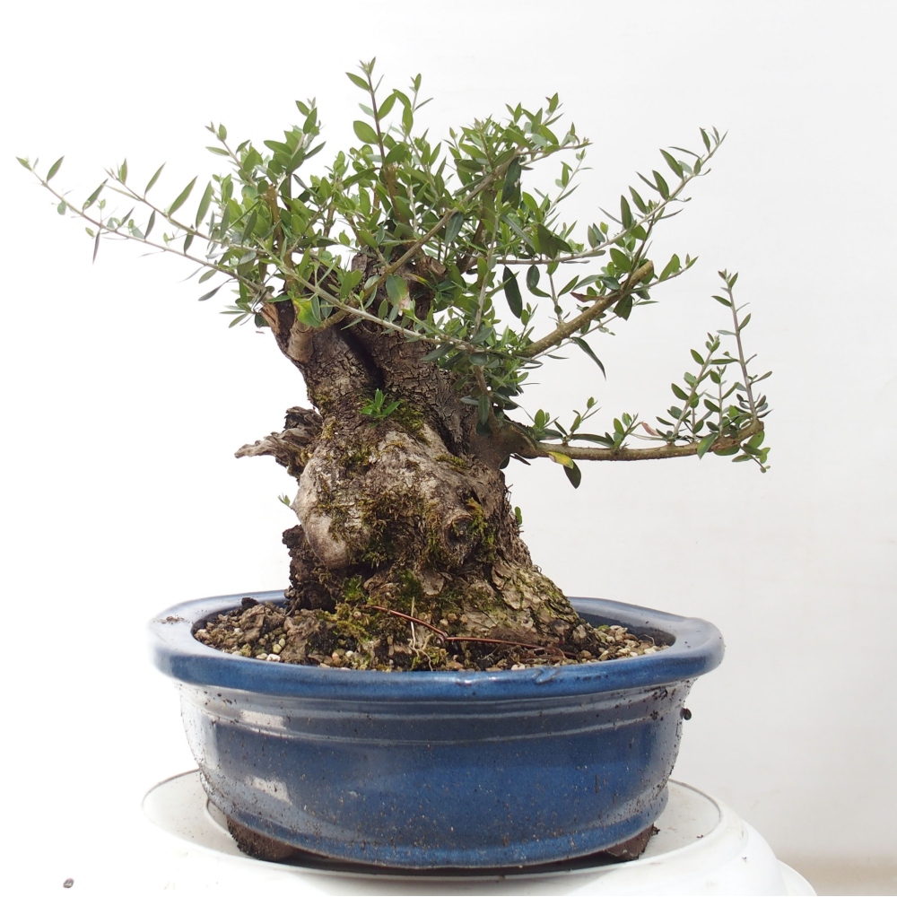 Indoor bonsai - Olea europaea sylvestris - European small-leaved olive oil