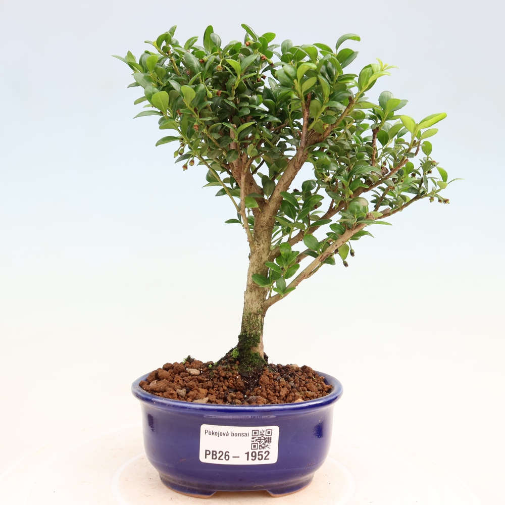 Room bonsai - Ilex crenata - Holly
