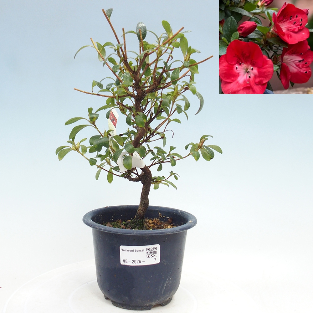 Outdoor bonsai - Japanese Azalea - Azalea Benibeni