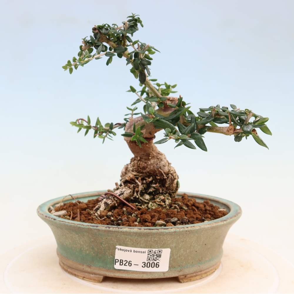Indoor bonsai - Olea europaea sylvestris