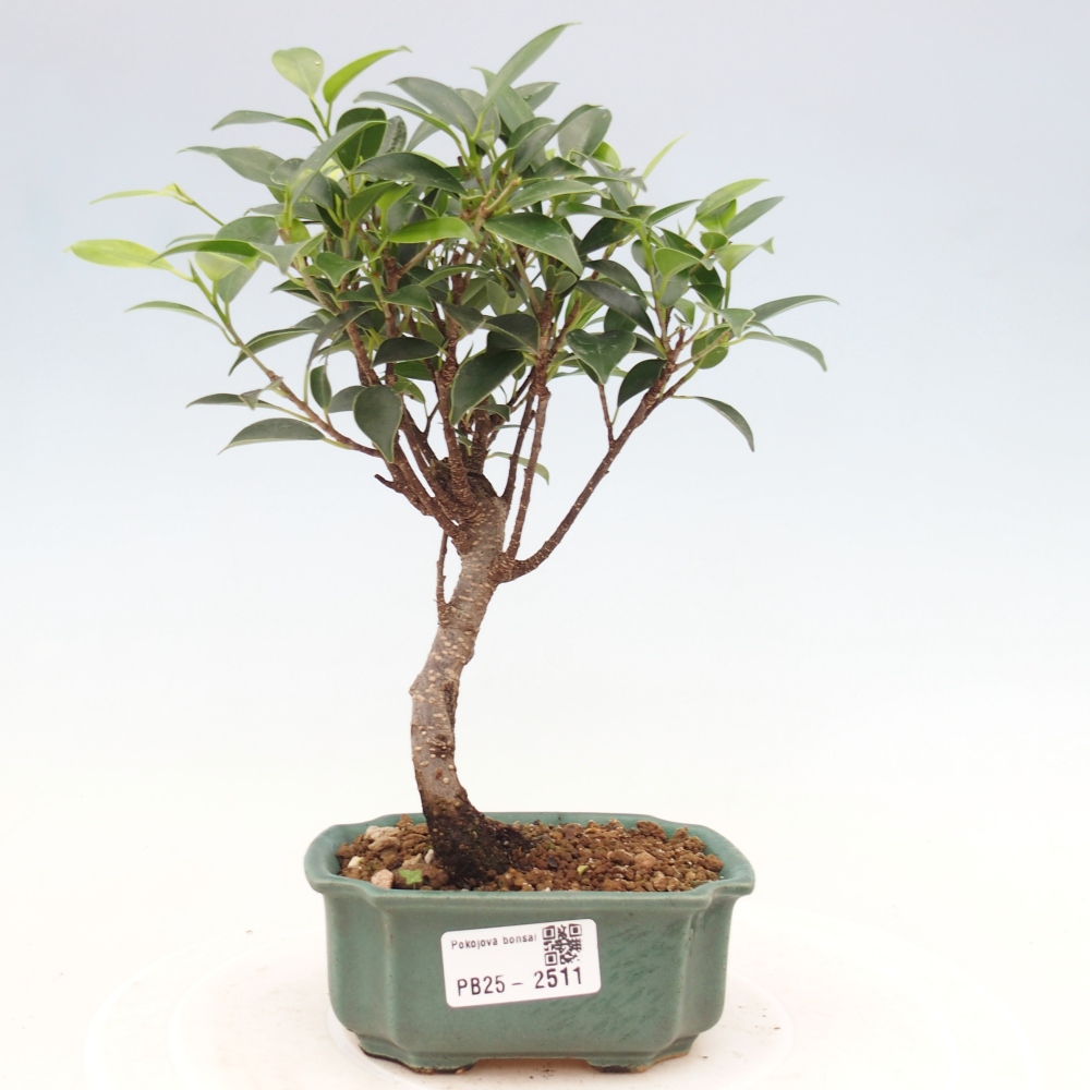 Indoor bonsai - Small-leaved ficus - Ficus kimmen