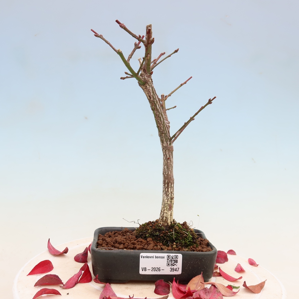 Outdoor Bonsai -  Euonymus alatus comactus  - Winged Spindle Tree