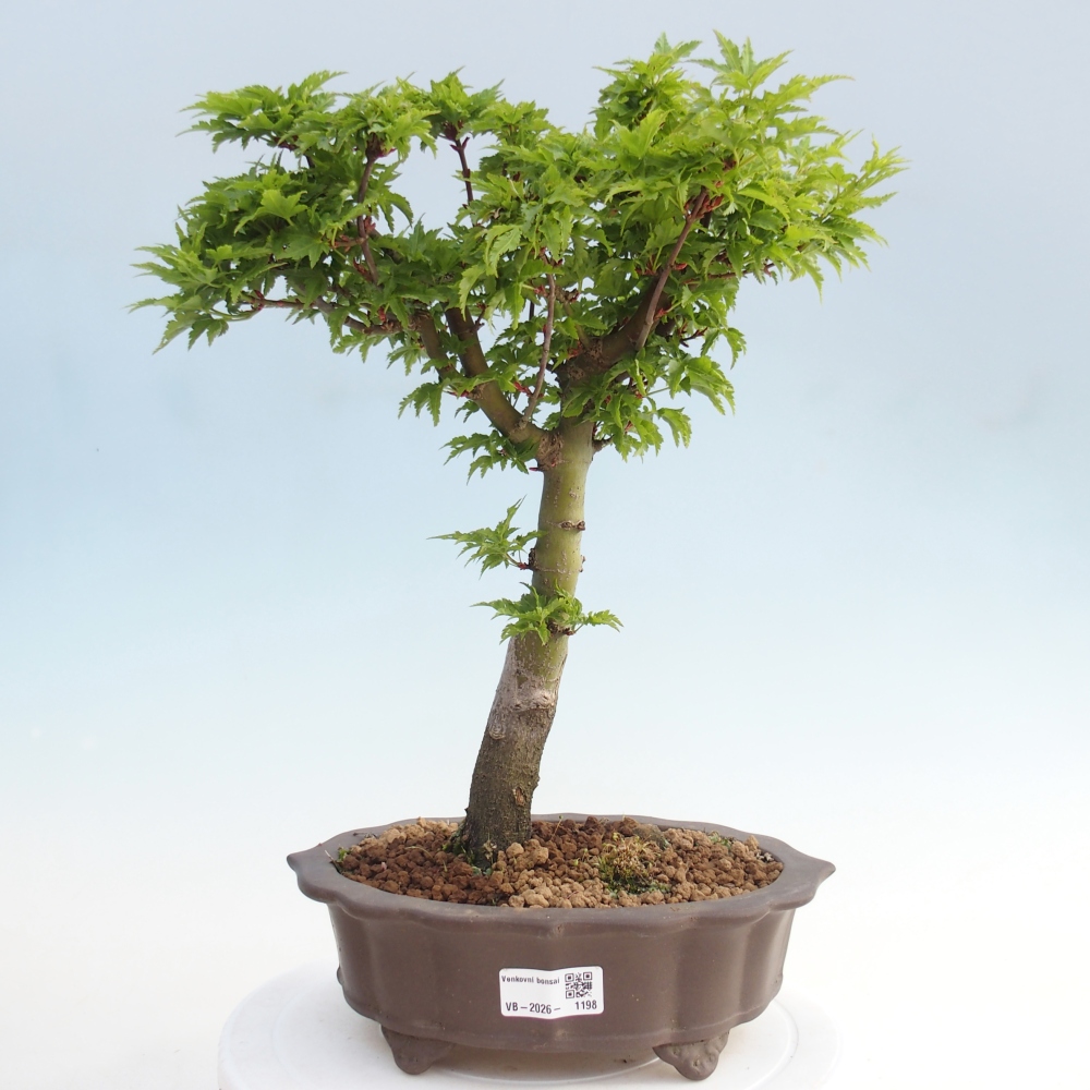 Outdoor bonsai -Javor palm Acer palmatum Shishigashira