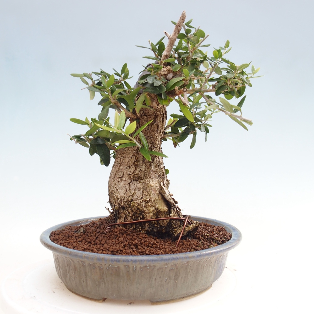 Indoor bonsai - Olea europaea sylvestris - European small-leaved olive oil