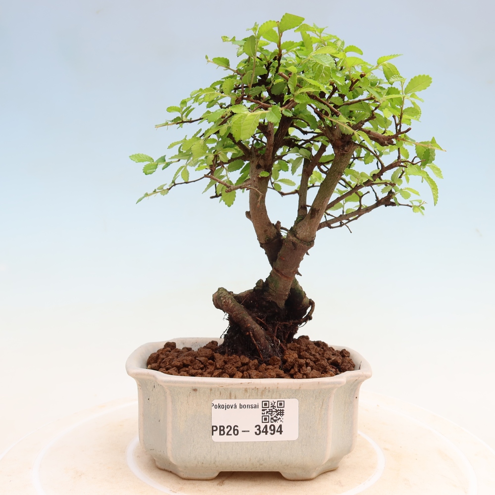 Room bonsai - Ulmus parvifolia - Small-leaved elm