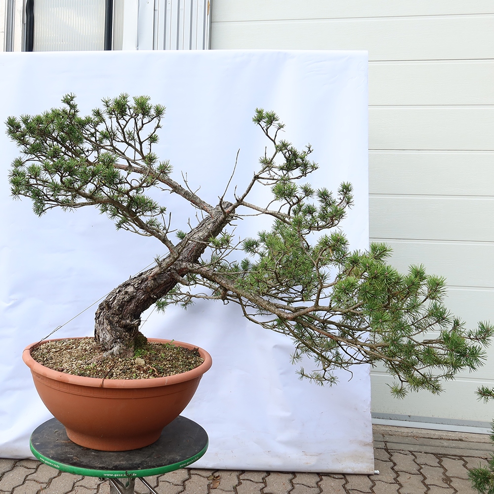 Pinus sylvestris Spain - Scots pine