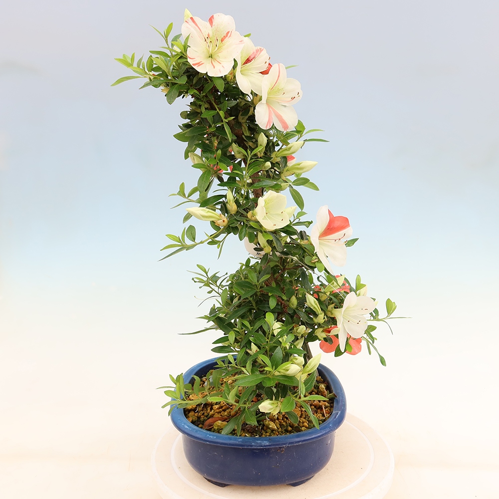 Outdoor bonsai - Japanese azalea - Azalea Asahi-no-izumi