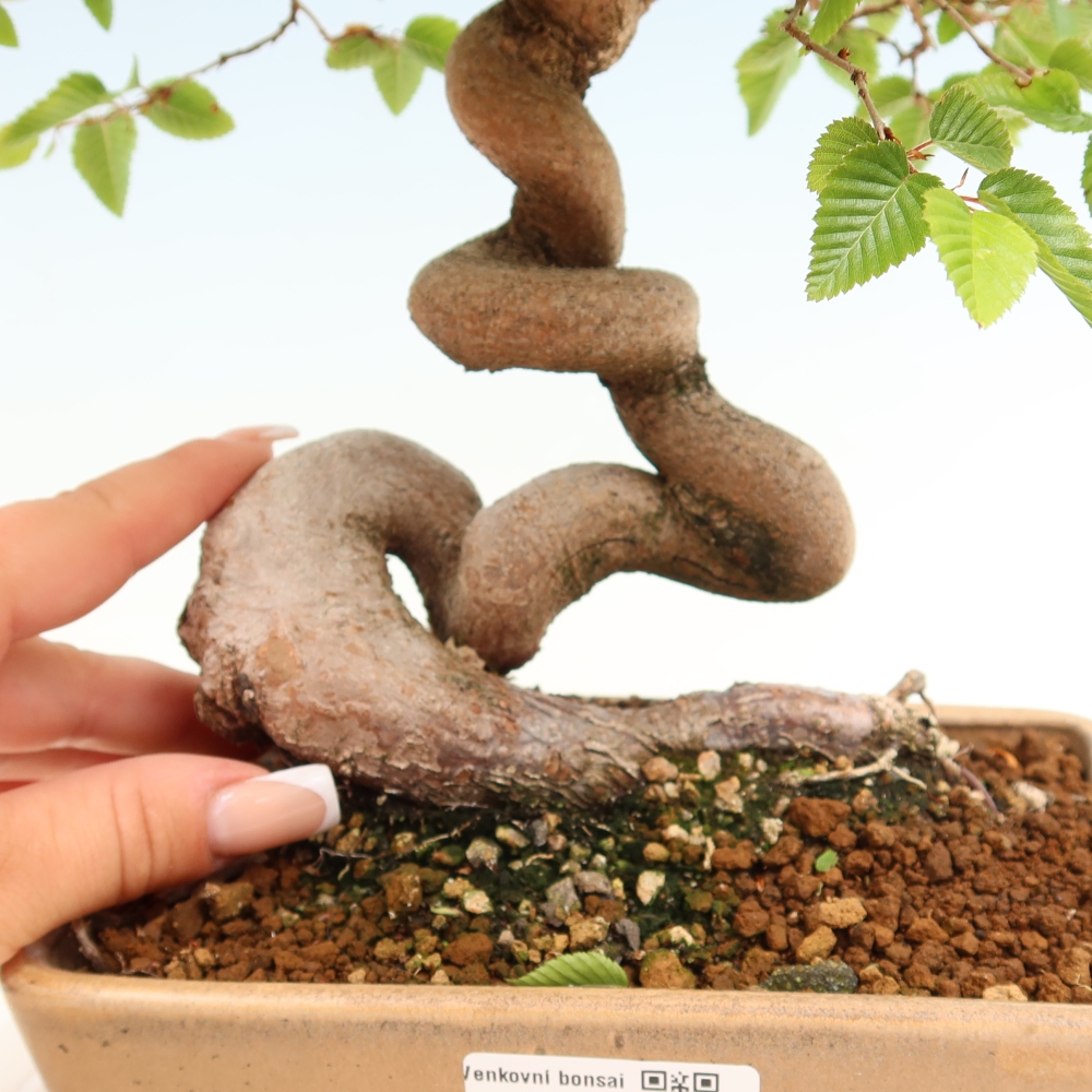 Outdoor bonsai -Carpinus coreana - Korean Hornbeam