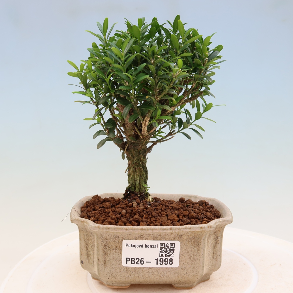 Room bonsai - Buxus harlandii - cork buxus