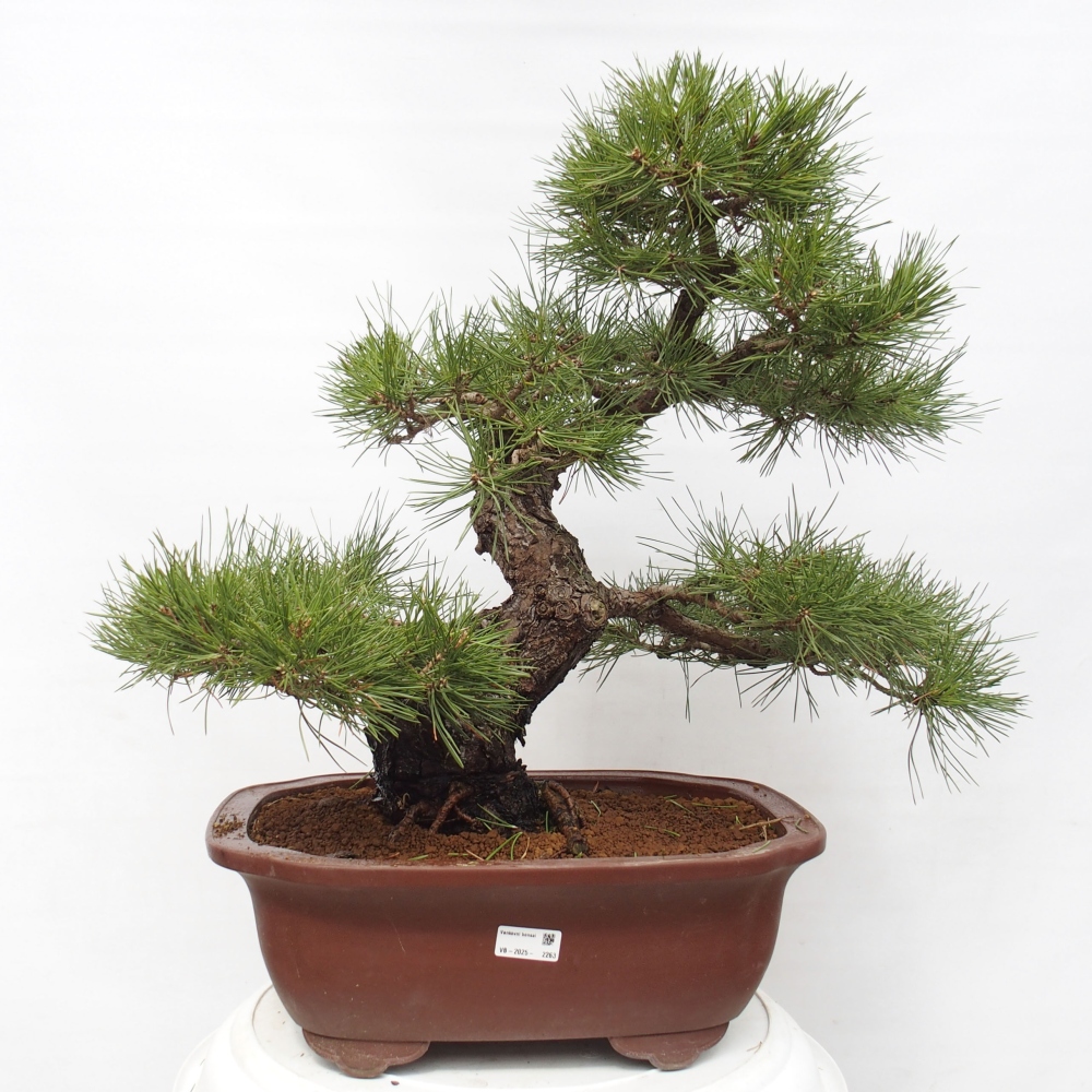 Outdoor bonsai - Pinus thunbergii - Thunberg pine