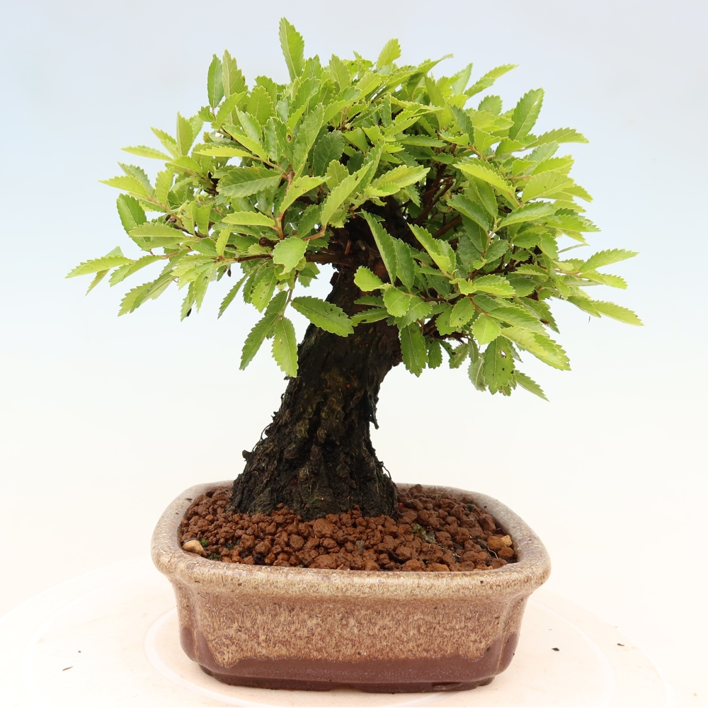 Outdoor bonsai - Zelkova - Zelkova NIRE