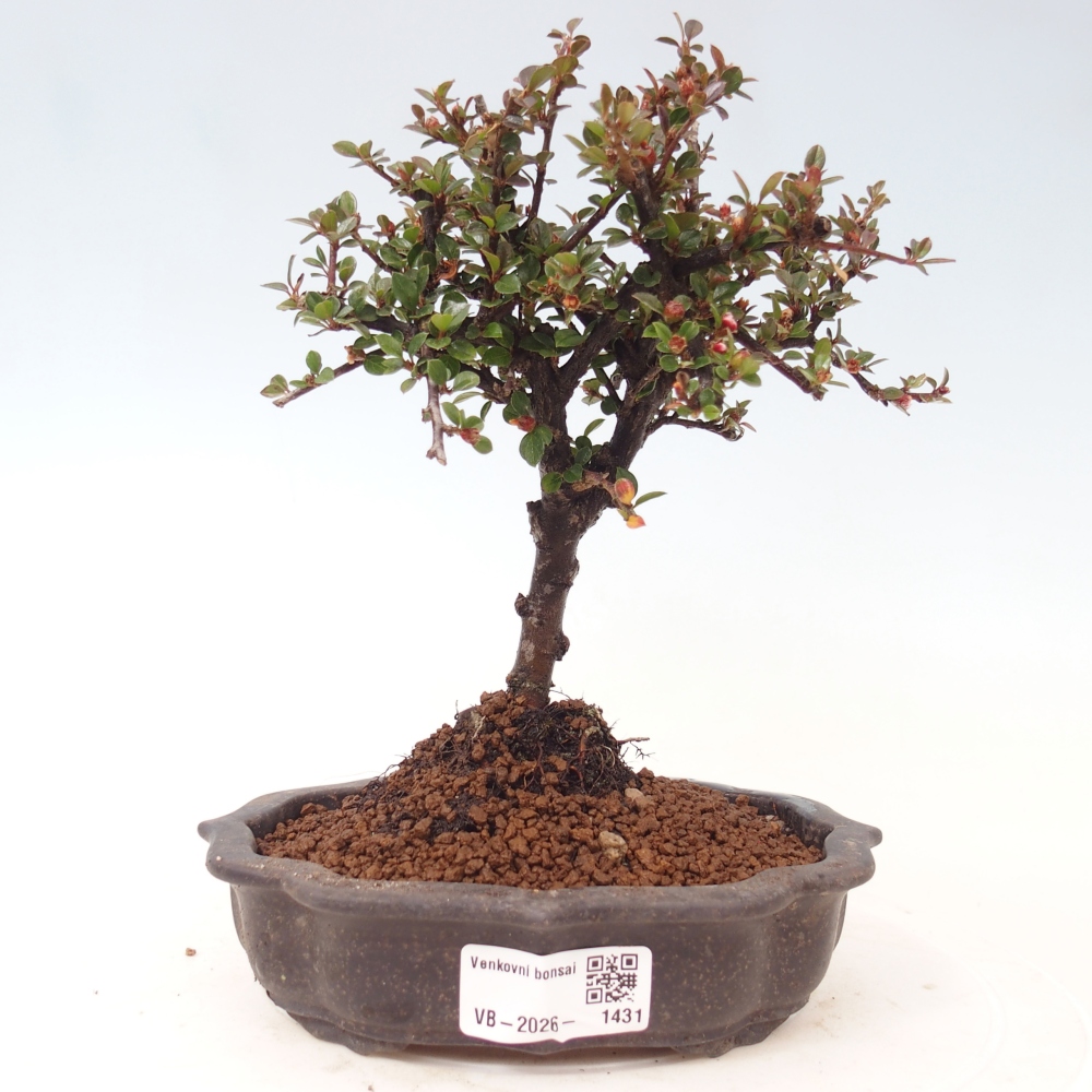 Outdoor bonsai - Cotoneaster horizontalis - Rocky Mountain