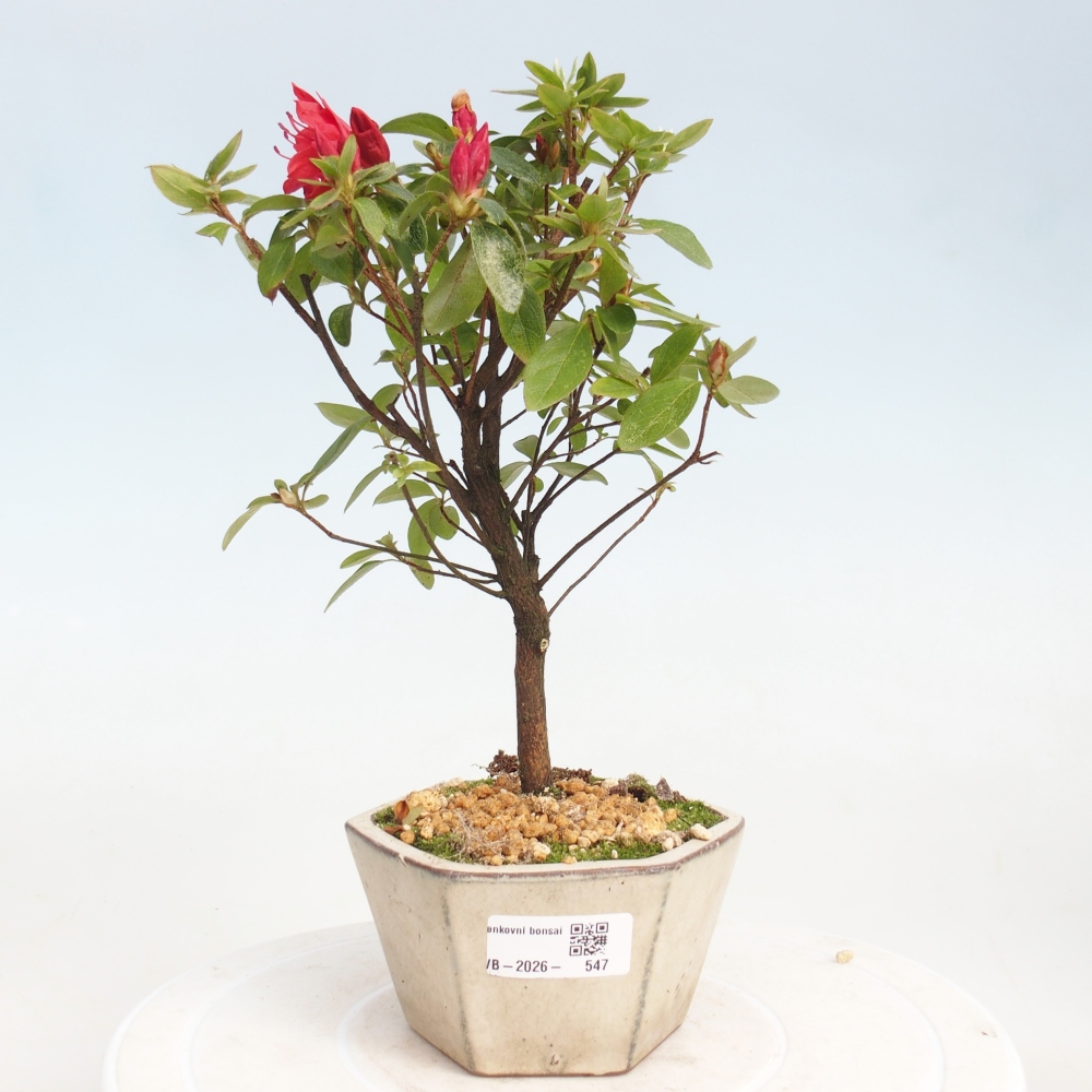 Outdoor bonsai - Japanese azalea - Azalea sp.
