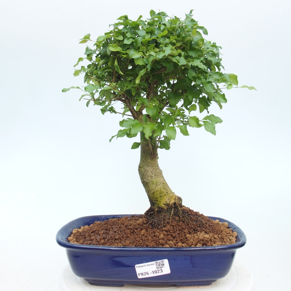 Room bonsai -Ligustrum chinensis - Birds Beak