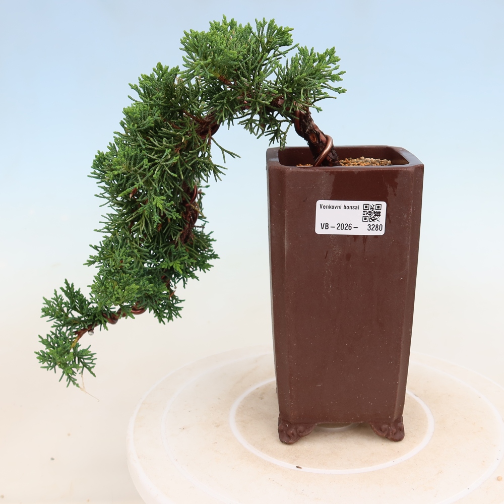 Outdoor bonsai - Juniperus chinensis Kishu