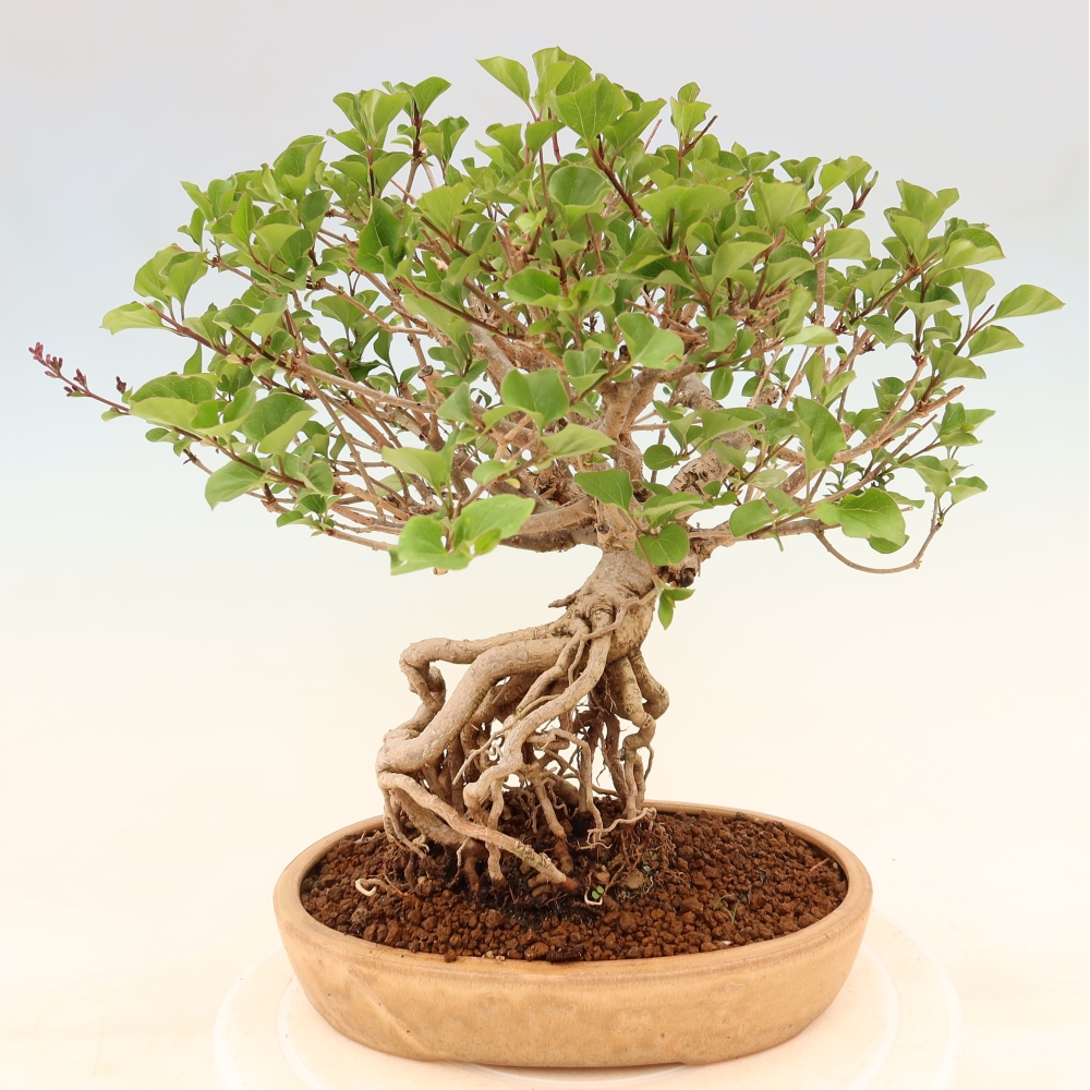 Outdoor bonsai - Syringa microphylla - small-flowered lilac