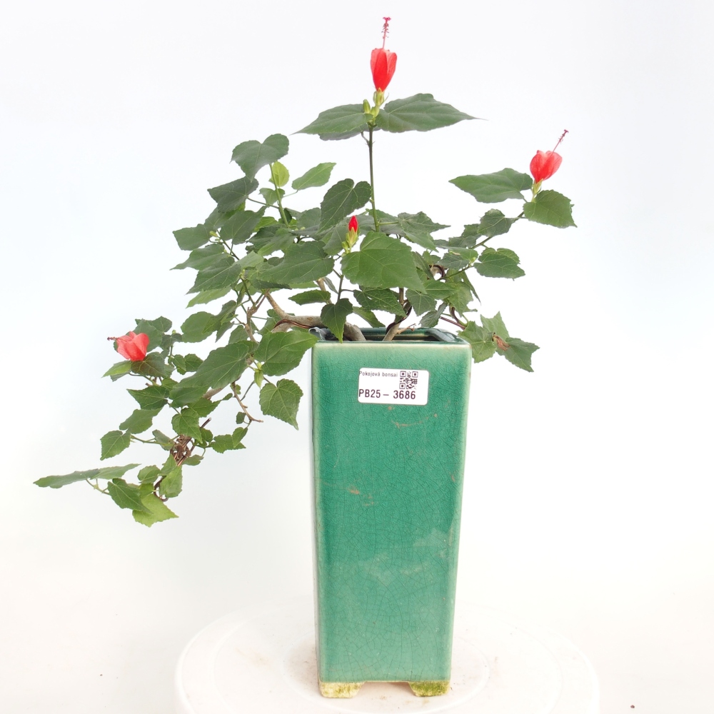 Indoor bonsai - Malvaviscus arboreus