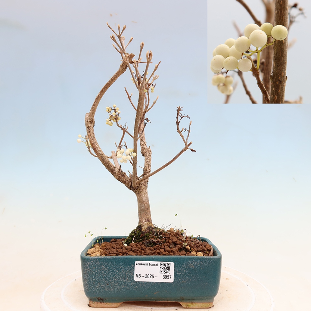 Outdoor Bonsai - Callicarpa bodinieri 'Snowqueen' - Snowberry