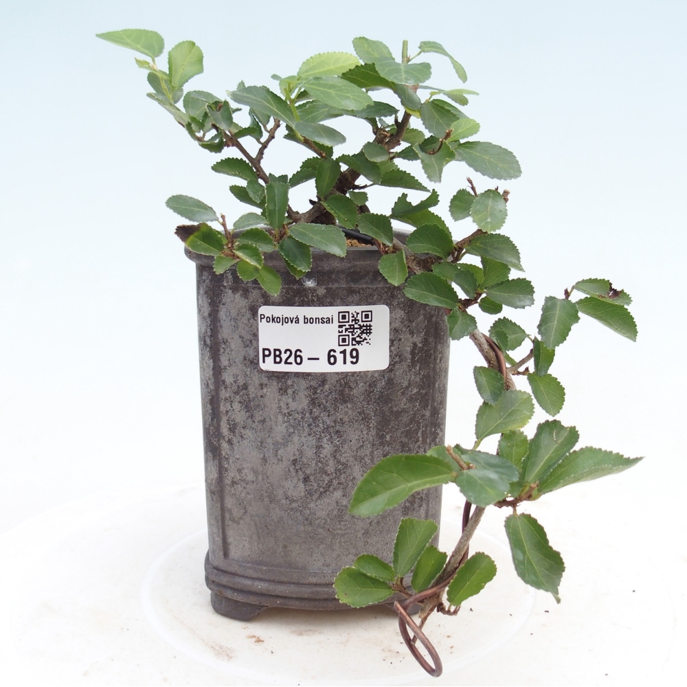 Indoor bonsai - Grewia occidentalis - Lavender Starfish