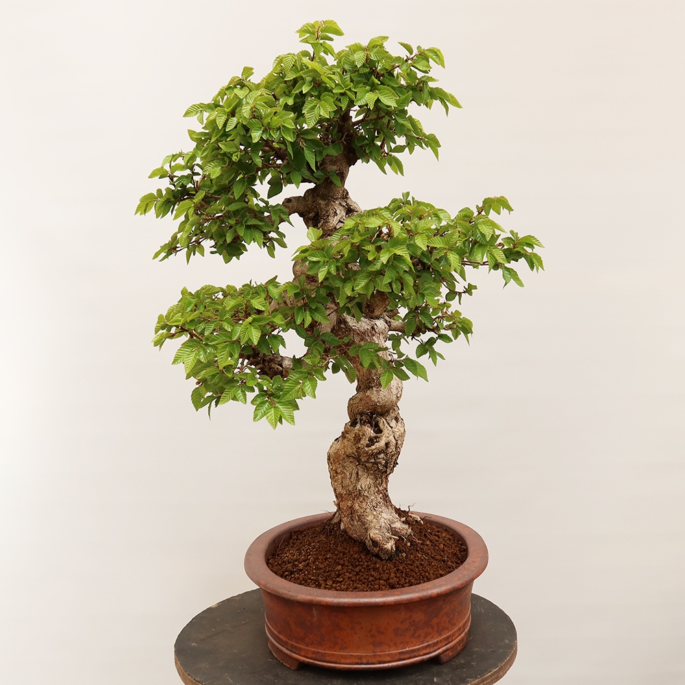Outdoor bonsai - Carpinus Coreana - Korean hornbeam
