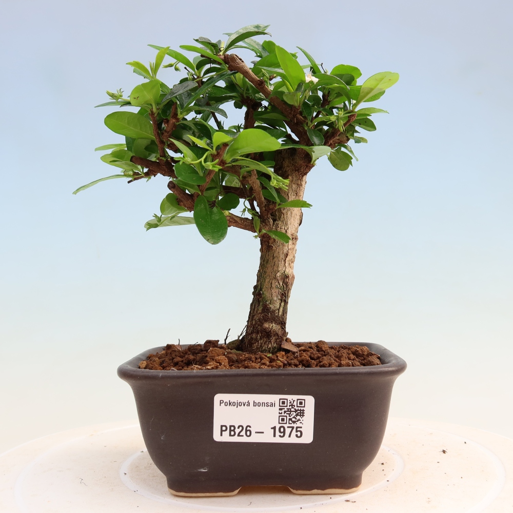 Room bonsai - Carmona macrophylla - Tea fuki
