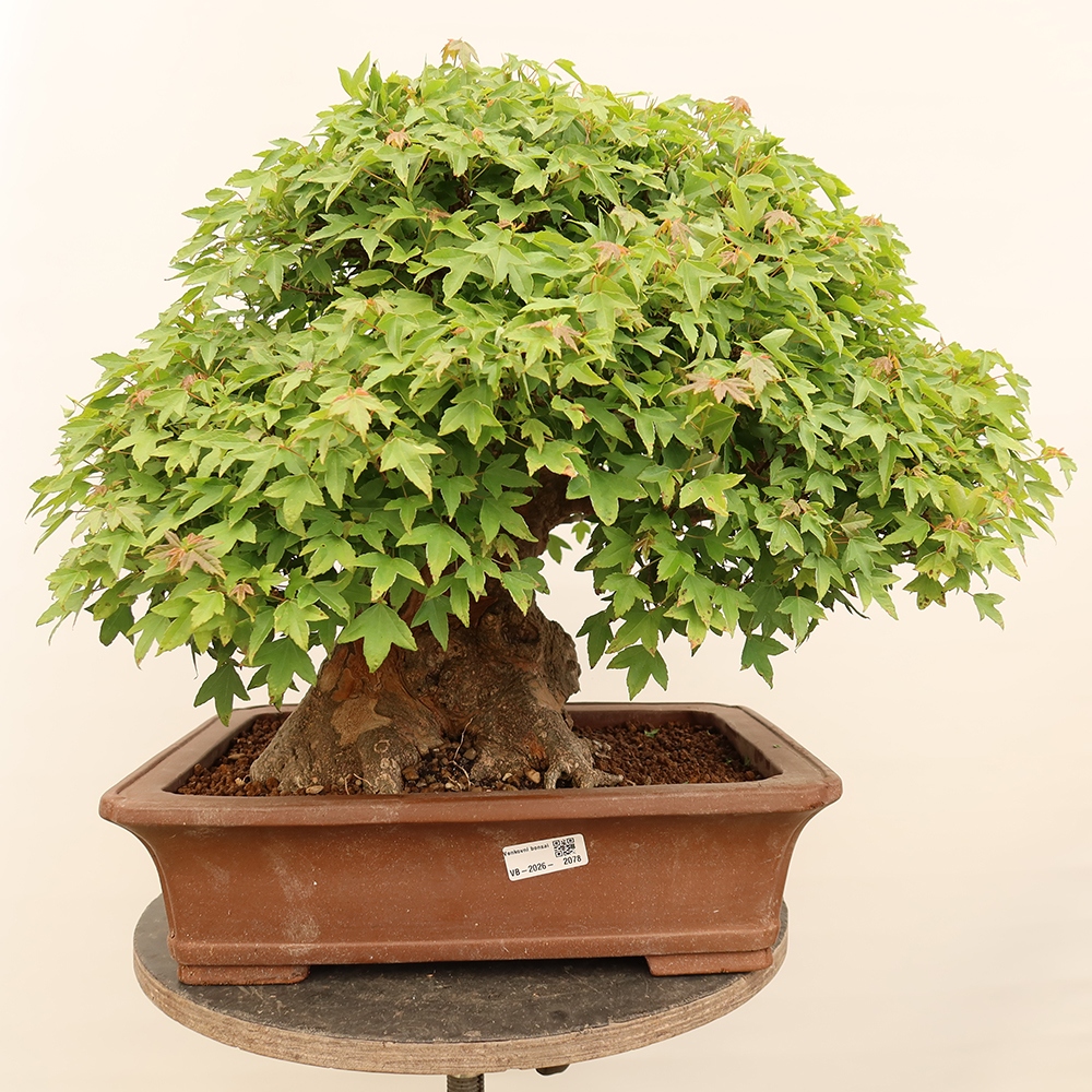 Outdoor bonsai - Maple Burger - Acer Burgerianum