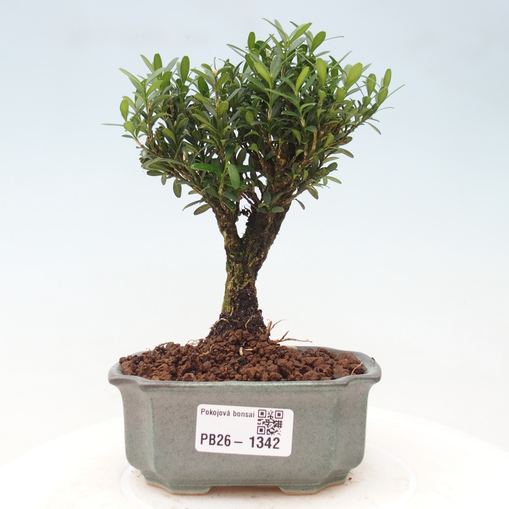 Room bonsai - Buxus harlandii - cork buxus