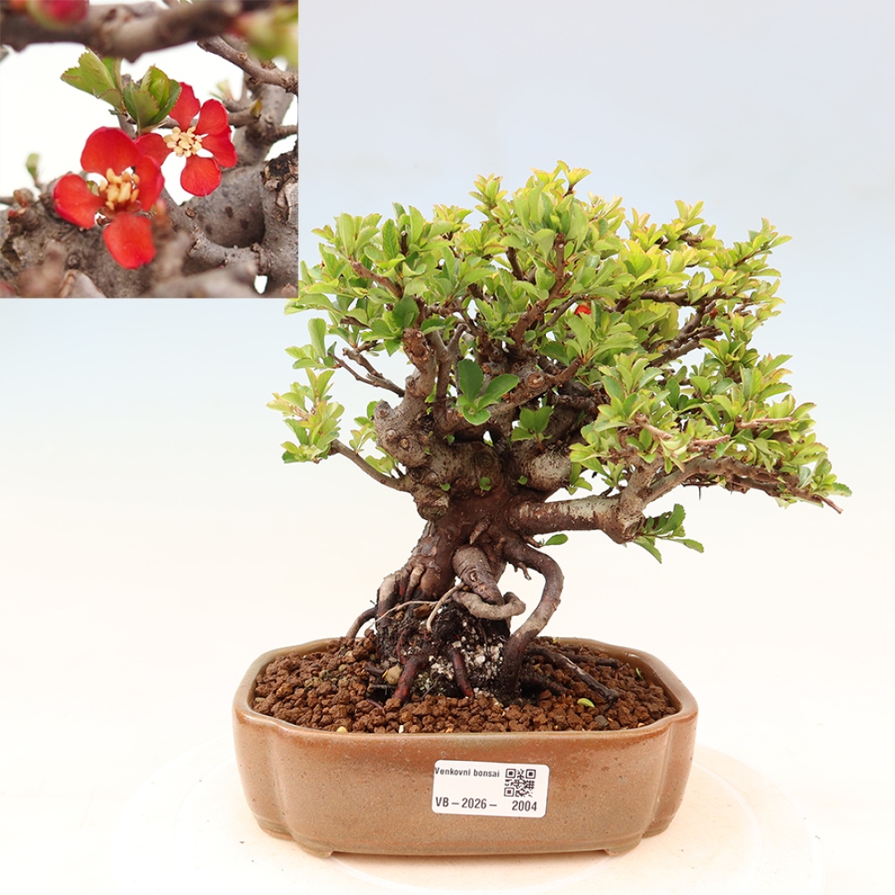 Outdoor bonsai - Chaneomeles speciosa Chojubai