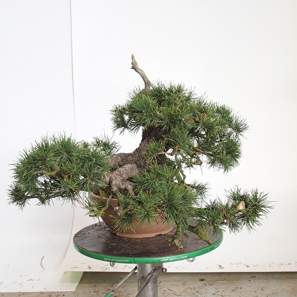 Yamadori - Pinus sylvestris Spain