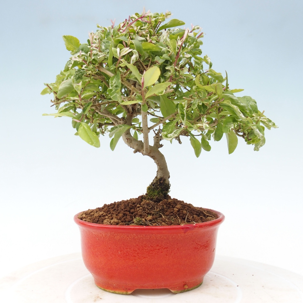 Outdoor bonsai - Ligustrum obtusifolium - Dull-leaved bird's-bill