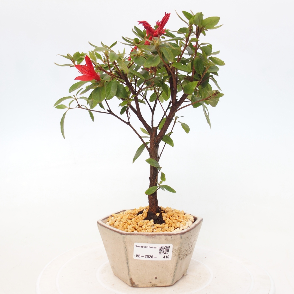 Outdoor bonsai - Japanese azalea - Azalea sp.