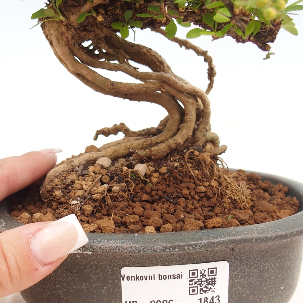 Outdoor bonsai - Berberis coreana