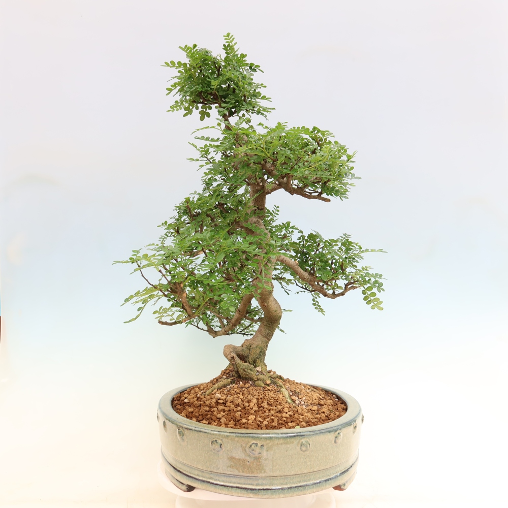 Room bonsai - Zantoxylum piperitum - pepper tree