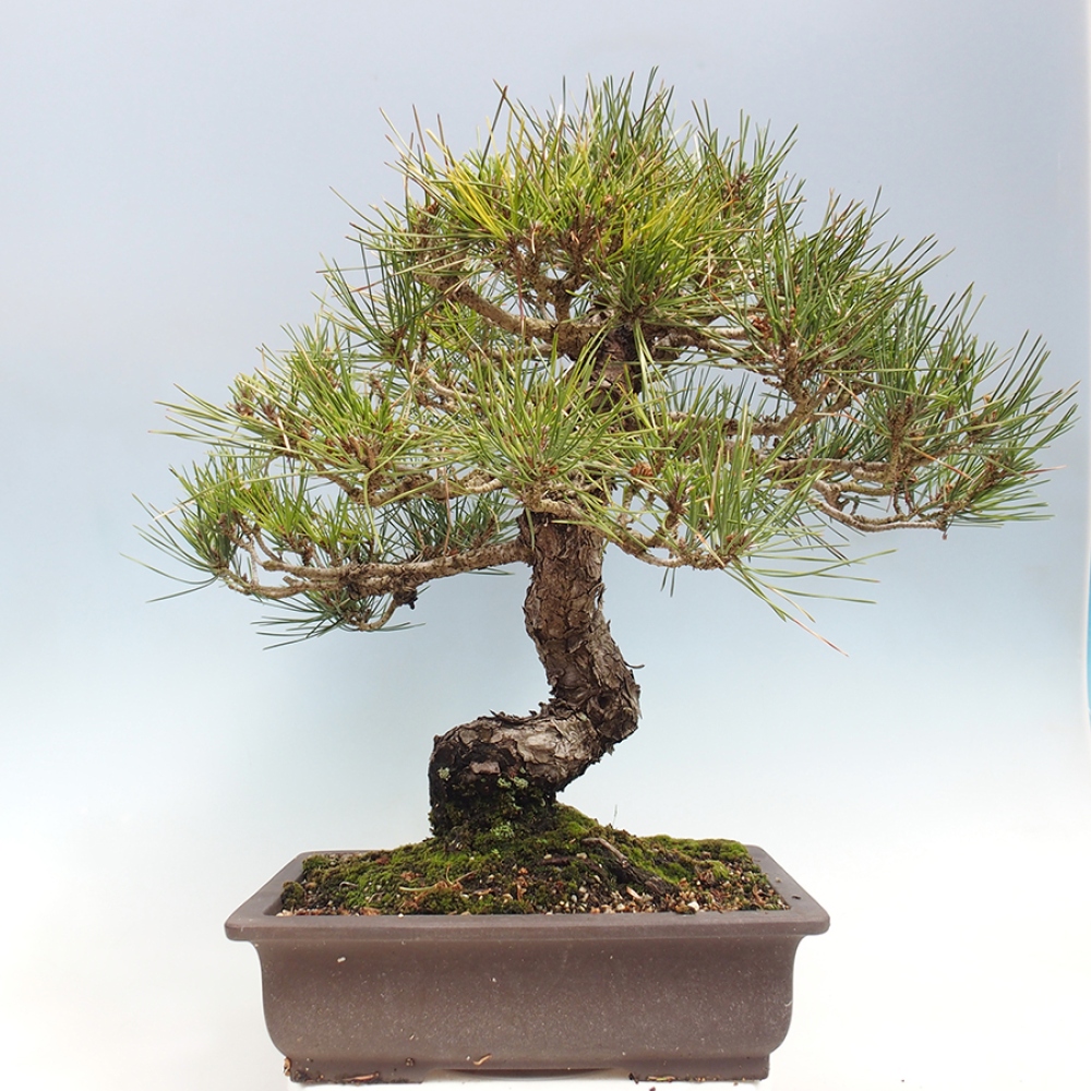 Outdoor bonsai - Pinus thunbergii - Thunberg pine
