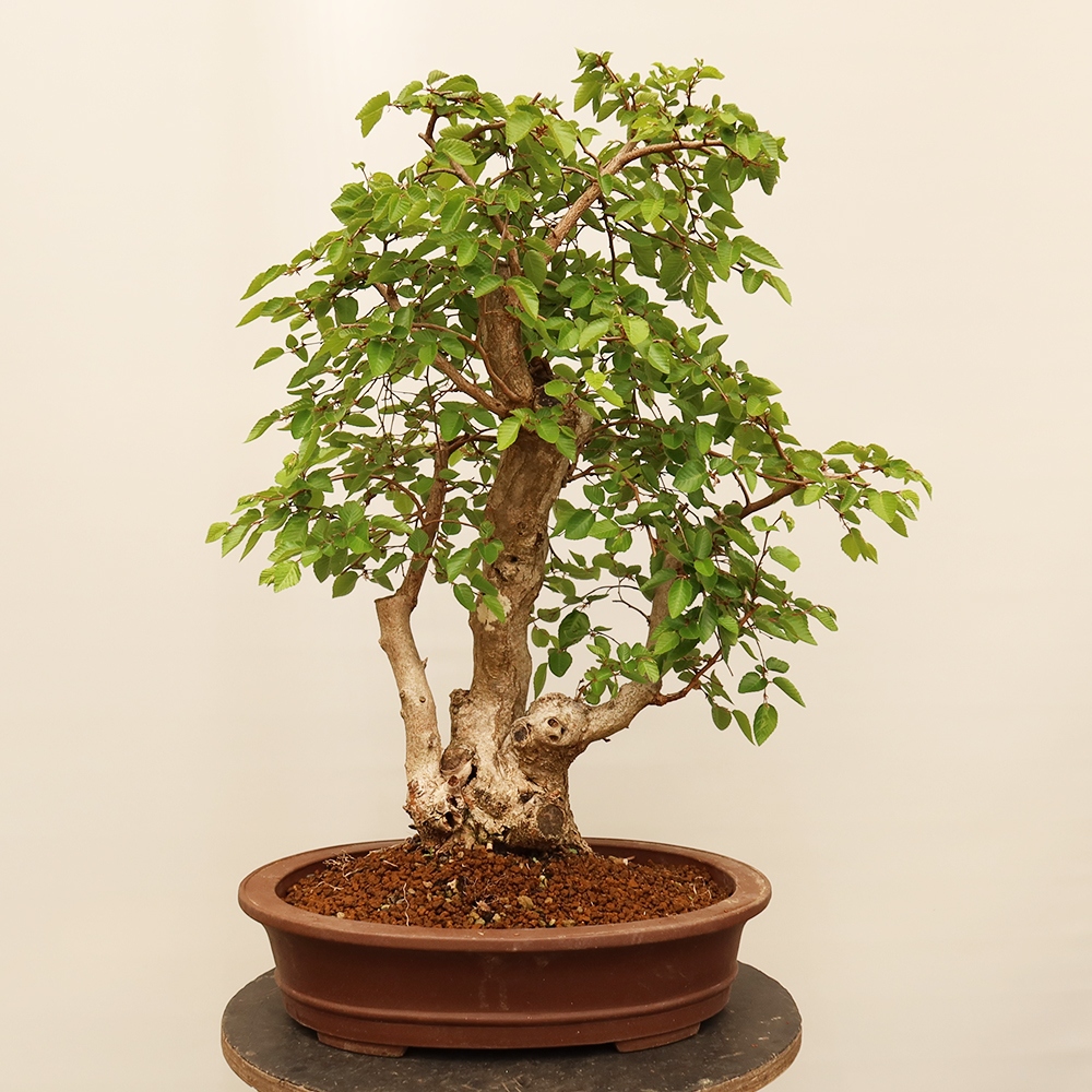 Outdoor bonsai - Carpinus Coreana - Korean hornbeam