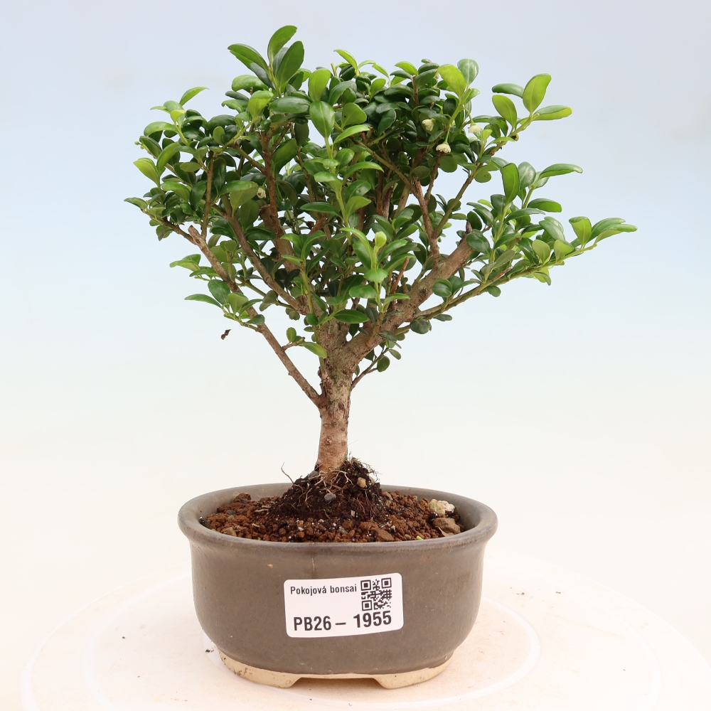 Room bonsai - Ilex crenata - Holly