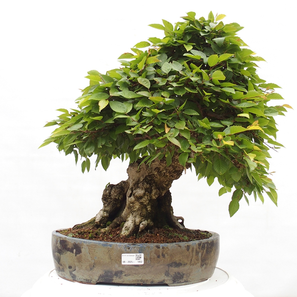 Outdoor bonsai -Carpinus CARPINOIDES - Korean hornbeam